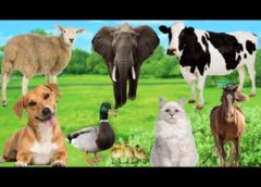 Cute Animals and Pets : Dog, Duck, Sheep, Elephant, Chicken, Duck, Cow, Horse, Cat – Animal Sounds