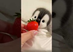 Adorable Baby Penguin Munching on Juicy Strawberries！#shorts #cute #animals #penguin #toys #pet