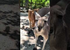 Kangaroo Just Chillin’ 😎 | Funny Wildlife Moment #wildlife #animals
