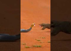 Mongoose vs Cobra | Real Wild Animal Fight | Nature Battle Caught on Camera in American Wilderness