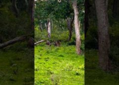 மான்களின் கூட்டம் at Bandipura Forest #bandipur #forest #deer #wildlife #wildanimals #funny #shorts
