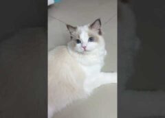 After this video I became bald🙀 #cat #cats