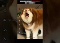 Ranking The Funniest Dog Videos