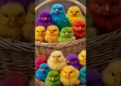 Rainbow baby chicks chirping🐥🐤Cute chick sound #cute #animals #birdsounds #shorts#shortsvideo #birds