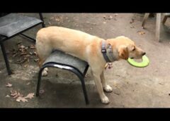 Dogs Being Goofy And Weird 🤣🐶 Funny Dog Videos 2025