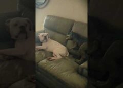Dog sleeping and being scared #funny #funnyvideo #funnypet #animals #cute