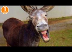 Funniest ANIMAL Videos of 2025 So Far That Will Make You Laugh to Tears 😂