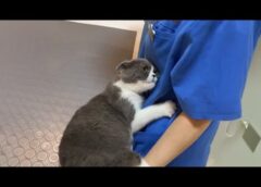 When Cat Learning to Trust Vet 😂 Funny Cat Reaction Videos 2025