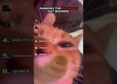 Ranking the Funniest Cat Sounds