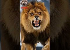 Amazing Wild Animals #animaljourney #wildlife #animalgrowth