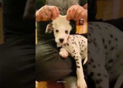 Dogs being idiots part 135 #funny #lovegoldens #funnypets #pets #cutegolden #petvideos #funnyanimals