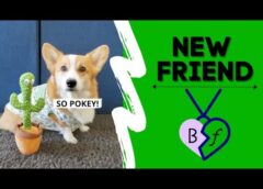 DOG PRANKS BROTHER! #prank #corgi