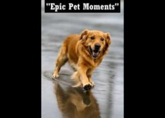 Laugh Out Loud at These TOP10 Pet Fails