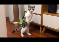 Silliest CATS You'll Ever See 🐱 Funny Cats Videos 2025