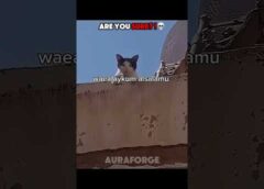 Talking Cat 💀 | Cats Can't Speak English