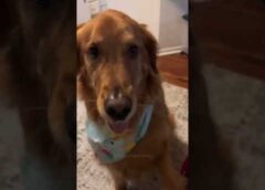 Dogs being idiot part 122 😂| Funny dogs compilation #funnydog #funnypet #cutedog #dog #dogsworld