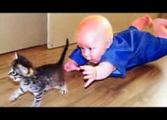 Most Funny Animal and Baby Playing Together – Funny Baby and Pets Video
