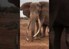 Wild Animal Growth Journey #animals #cute #funny