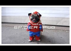 SPIDER-PUG – Doug The Pug