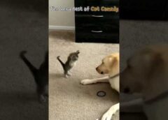 The Very Best of Cat Comedy