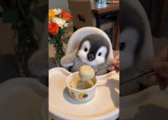 yummy٩(๑´ڡ`๑)۶ #fluffy #cute #penguin #cuteanimals #animals