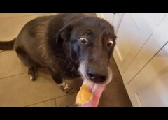 Dog acts like they haven't been fed all day 🤣 Funny Dog Videos 2025