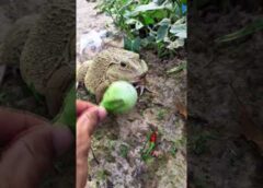 The laughter of frogs | surprise frog funny jump | animal funny video | tep longheng funny